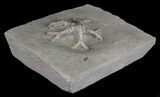 Onychocrinus Crinoid Fossil - Crawfordsville, Indiana #68550-3